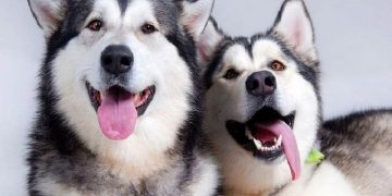 Cách Phòng tránh những Hành vi xấu của Chó Husky Ngáo