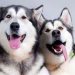 Cách Phòng tránh những Hành vi xấu của Chó Husky Ngáo