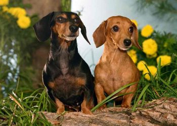Lịch sử chó Lạp Xưởng – Dachshund