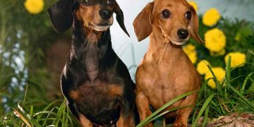 Lịch sử chó Lạp Xưởng – Dachshund
