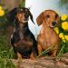 Lịch sử chó Lạp Xưởng – Dachshund