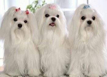 Tính cách chó Maltese - tính tình thân thiện
