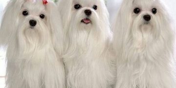 Tính cách chó Maltese - tính tình thân thiện