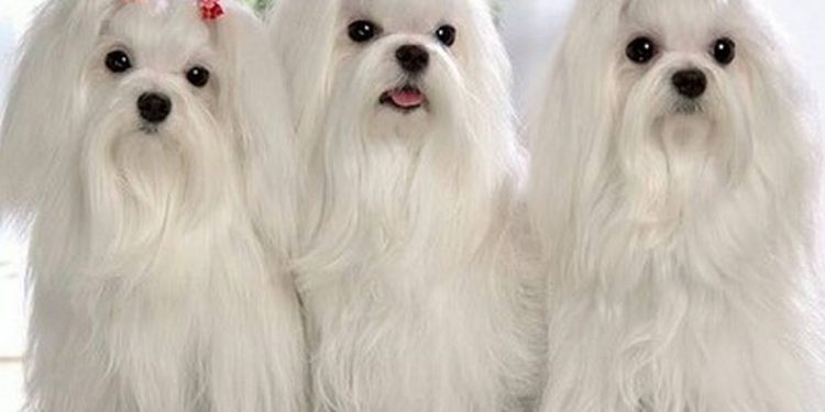 Tính cách chó Maltese - tính tình thân thiện