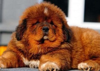 Các đặc điểm cơ bản của tính cách Chó Ngao Tây Tạng