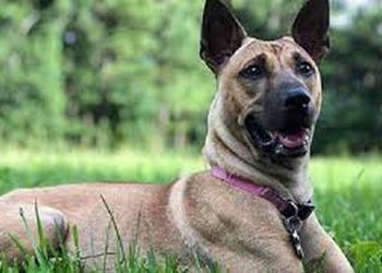 Tính Cách Chó Phú Quốc: Điểm Nổi Bật