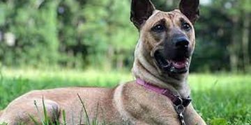 Tính Cách Chó Phú Quốc: Điểm Nổi Bật