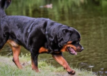Tính cách chó Rottweiler