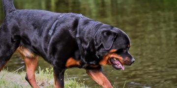 Tính cách chó Rottweiler