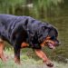 Tính cách chó Rottweiler