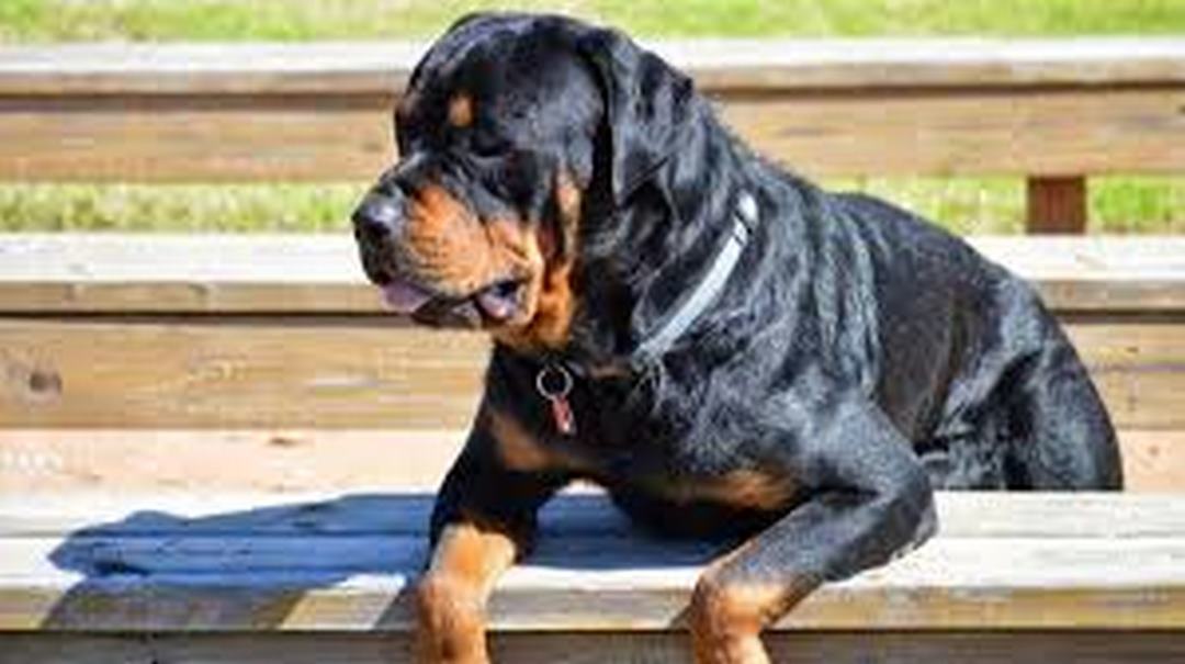 Những bệnh thường gặp của chó Rottweiler