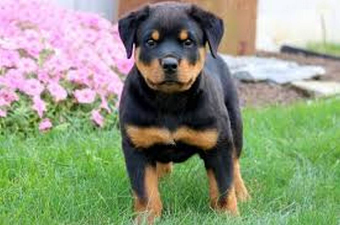 Những điều cần biết khi mua chó Rottweiler