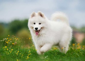 Chó Samoyed - một loài thú cưng đáng yêu và dễ thương