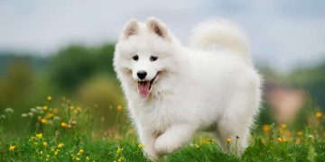 Chó Samoyed - một loài thú cưng đáng yêu và dễ thương