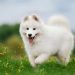 Chó Samoyed - một loài thú cưng đáng yêu và dễ thương