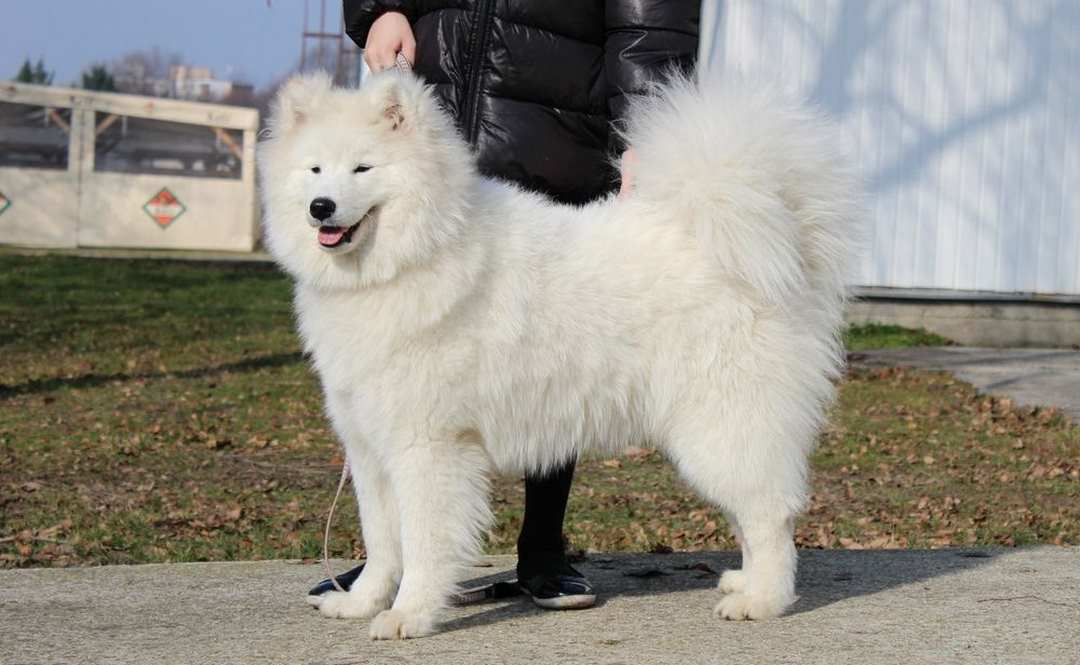 Cách chăm sóc chó samoyed