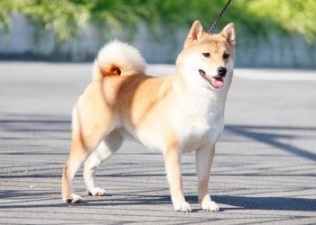Giới thiệu về chó shiba