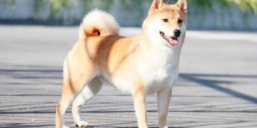 Giới thiệu về chó shiba