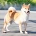Giới thiệu về chó shiba