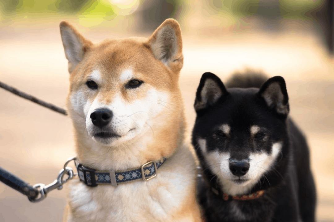 Các điểm mạnh của chó shiba