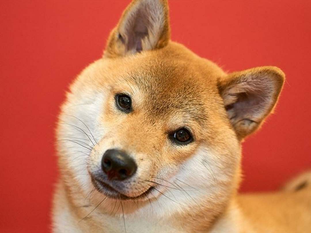 Cách nuôi dưỡng chó shiba