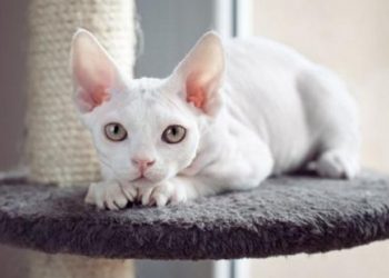 Những điểm mạnh của Mèo Ai Cập