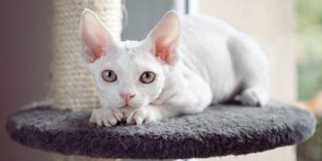 Những điểm mạnh của Mèo Ai Cập