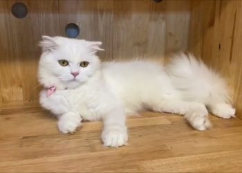 Tính Cách Mèo Anh Lông Dài: Điểm Nổi Bật 