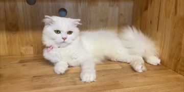 Tính Cách Mèo Anh Lông Dài: Điểm Nổi Bật 