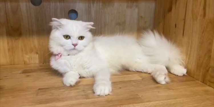 Tính Cách Mèo Anh Lông Dài: Điểm Nổi Bật