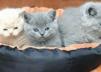 Cách nuôi dưỡng mèo Anh Lông Ngắn