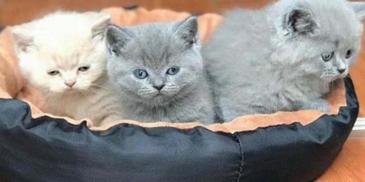 Cách nuôi dưỡng mèo Anh Lông Ngắn