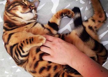 Tính Cách Mèo Bengal