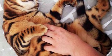 Tính Cách Mèo Bengal