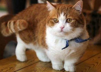 Giống Mèo Munchkin: Đặc Điểm Nhận Dạng 