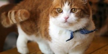 Giống Mèo Munchkin: Đặc Điểm Nhận Dạng 