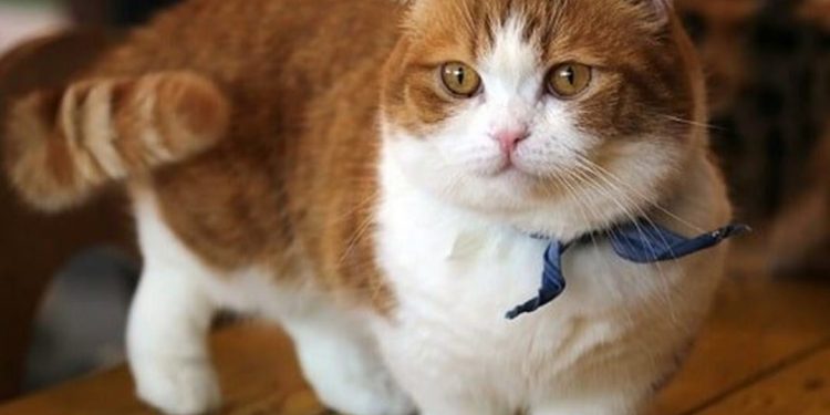 Giống Mèo Munchkin: Đặc Điểm Nhận Dạng 