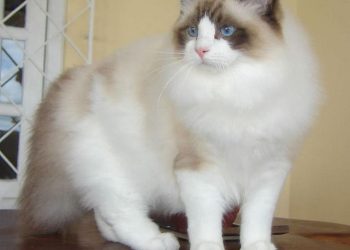 Giới thiệu về Tính cách Mèo Ragdoll