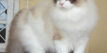 Giới thiệu về Tính cách Mèo Ragdoll