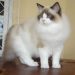 Giới thiệu về Tính cách Mèo Ragdoll