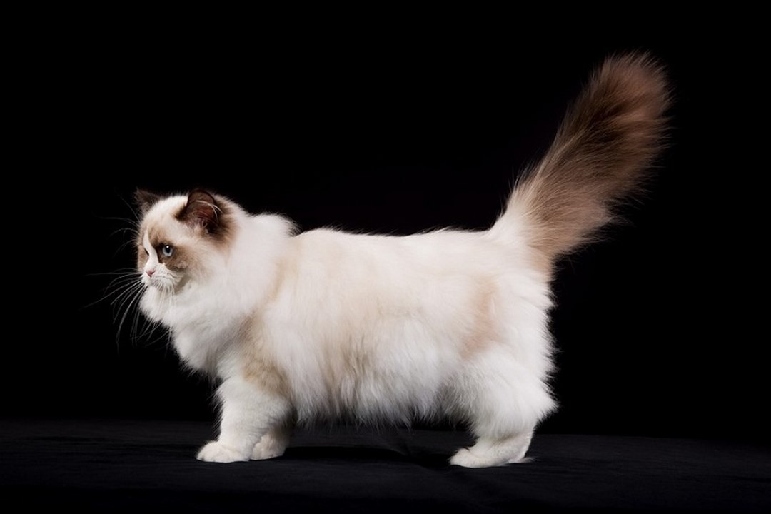 Thức Ăn Tốt Nhất cho Mèo Ragdoll