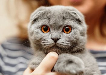 Cách chăm sóc mèo tai cụp hiệu quả