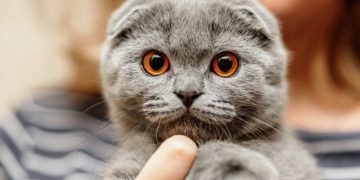 Cách chăm sóc mèo tai cụp hiệu quả