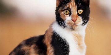 Tính cách Mèo Tam Thể