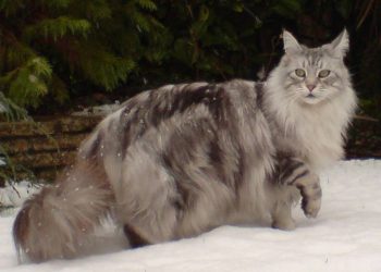 Giống Mèo Maine Coon: Các Yếu Tố Ảnh Hưởng Đến Giá