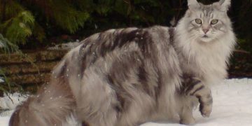 Giống Mèo Maine Coon: Các Yếu Tố Ảnh Hưởng Đến Giá