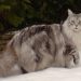 Giống Mèo Maine Coon: Các Yếu Tố Ảnh Hưởng Đến Giá