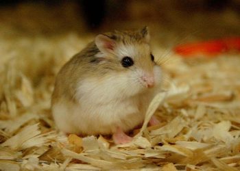 Cách chăm sóc chuột hamster bằng cách cung cấp thức ăn tốt nhất