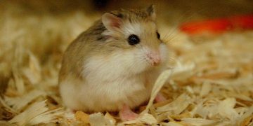 Cách chăm sóc chuột hamster bằng cách cung cấp thức ăn tốt nhất
