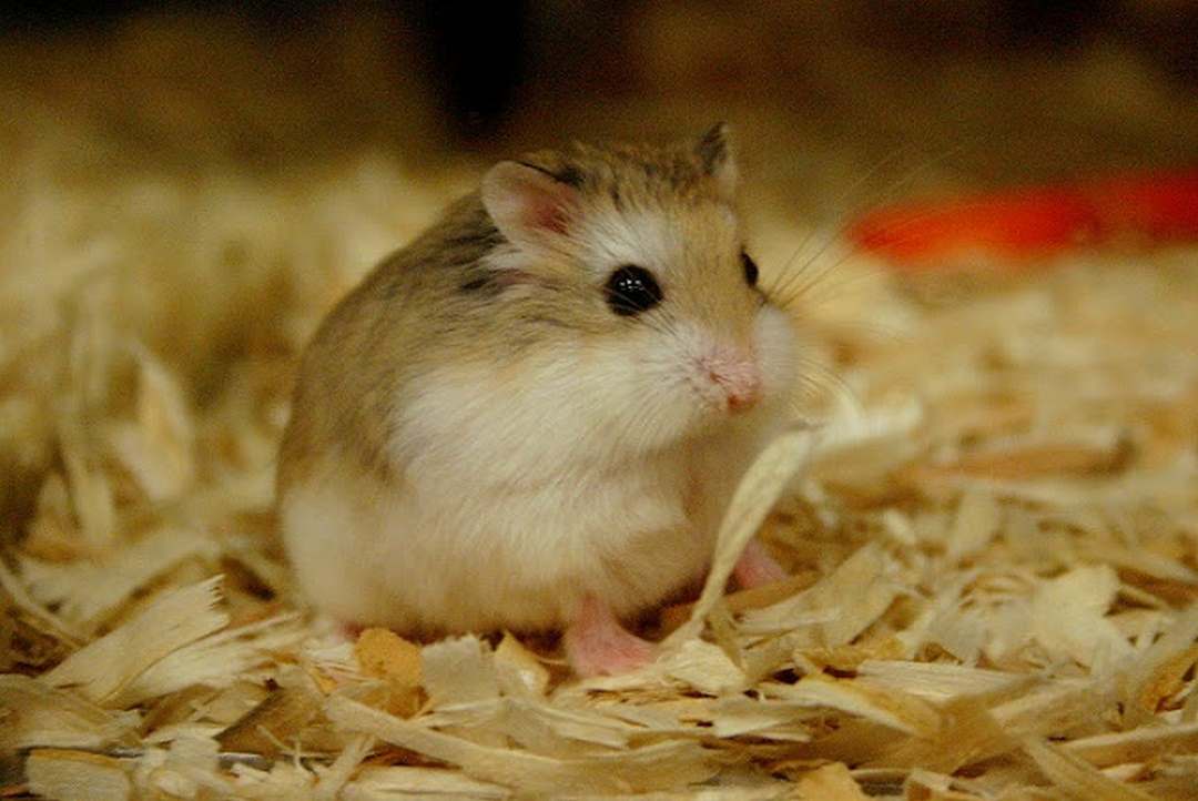 Cách chăm sóc chuột hamster bằng cách cung cấp thức ăn tốt nhất